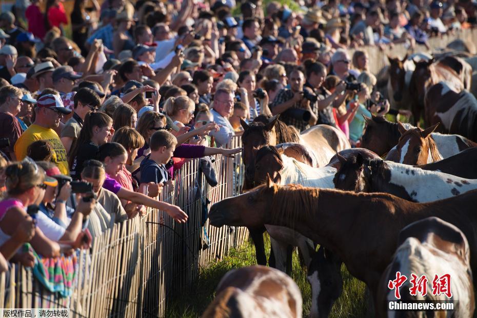 美国“野马游泳节” 百匹野马横跨海峡场面壮观