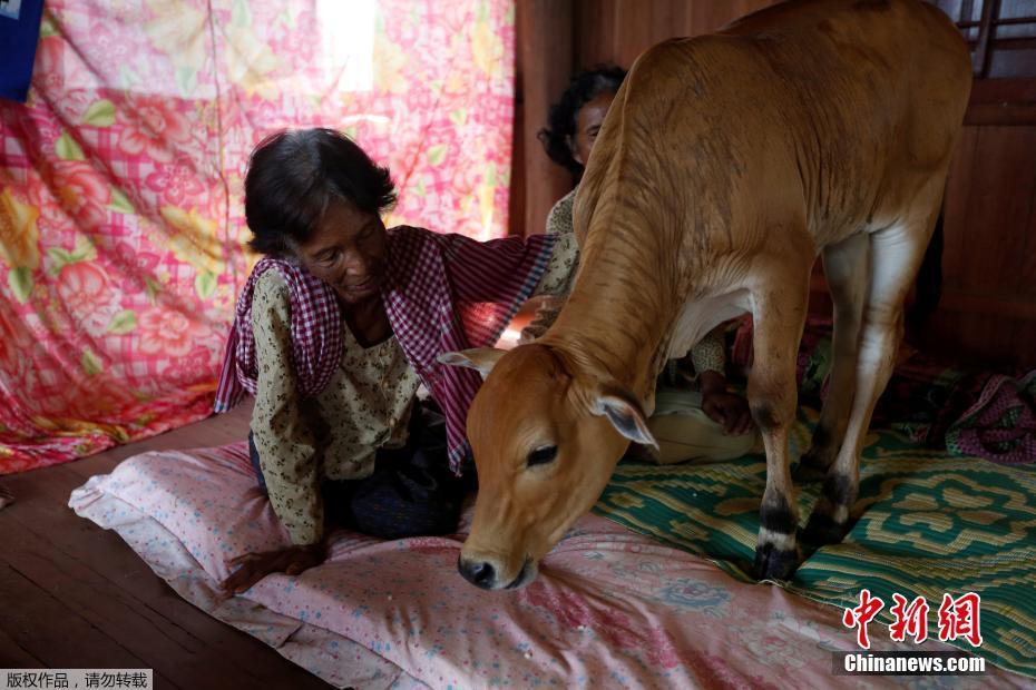 柬埔寨寡婦屋內養牛 堅信牛是丈夫轉世