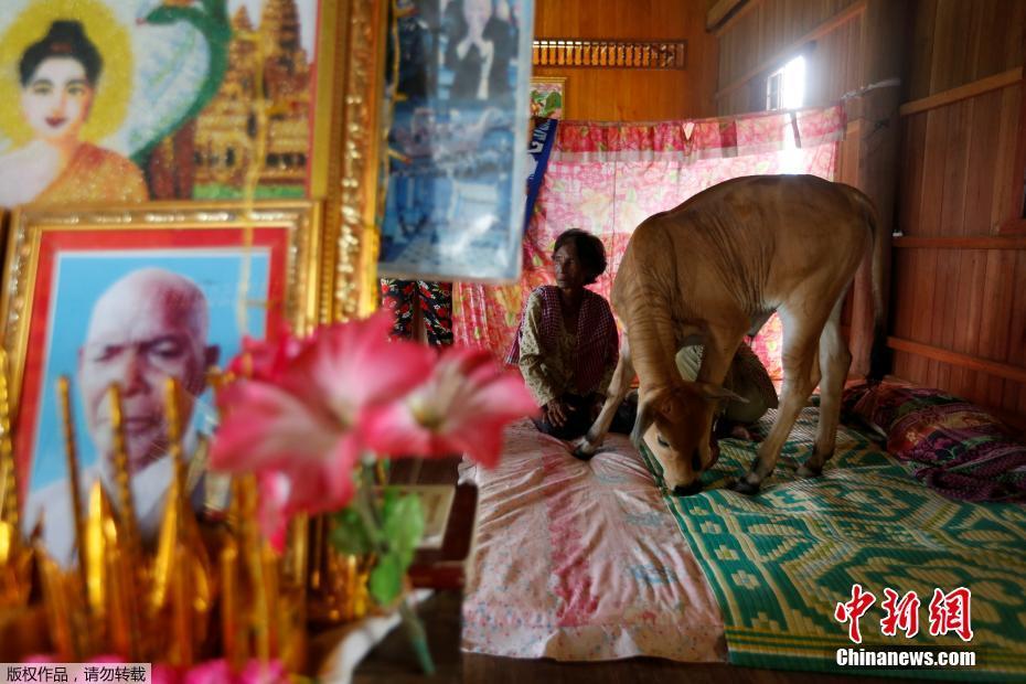柬埔寨寡妇屋内养牛 坚信牛是丈夫转世