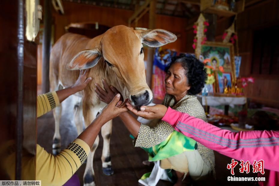 柬埔寨寡妇屋内养牛 坚信牛是丈夫转世