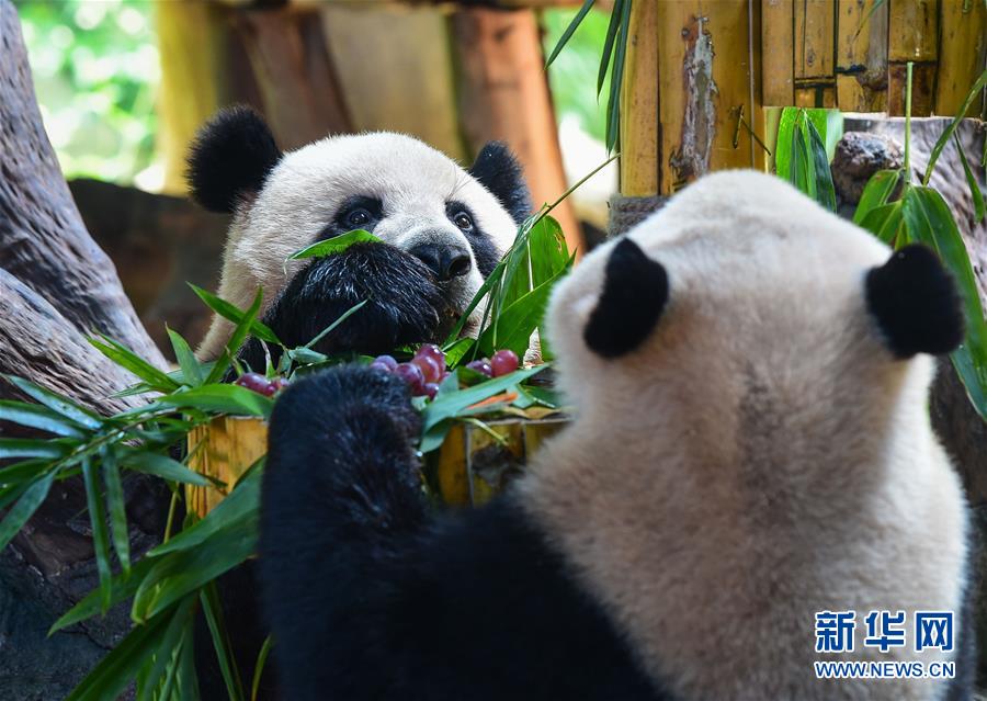 两胎五只大熊猫 广州创国宝繁育新记录 两胎五只大熊猫 广州创国宝繁育新记录