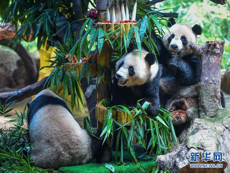 两胎五只大熊猫 广州创国宝繁育新记录 两胎五只大熊猫 广州创国宝繁育新记录