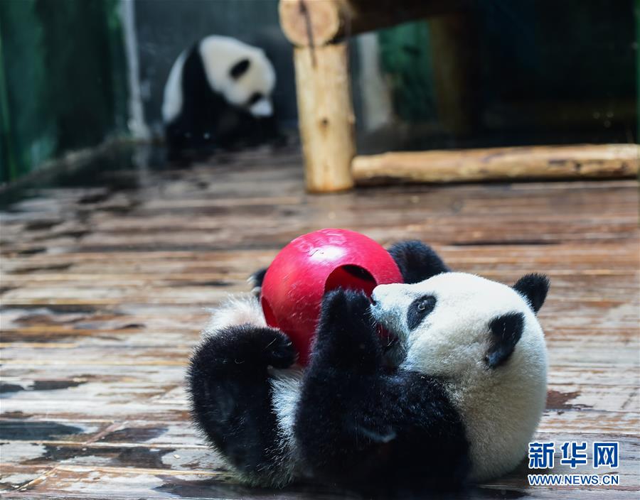 两胎五只大熊猫 广州创国宝繁育新记录 两胎五只大熊猫 广州创国宝繁育新记录