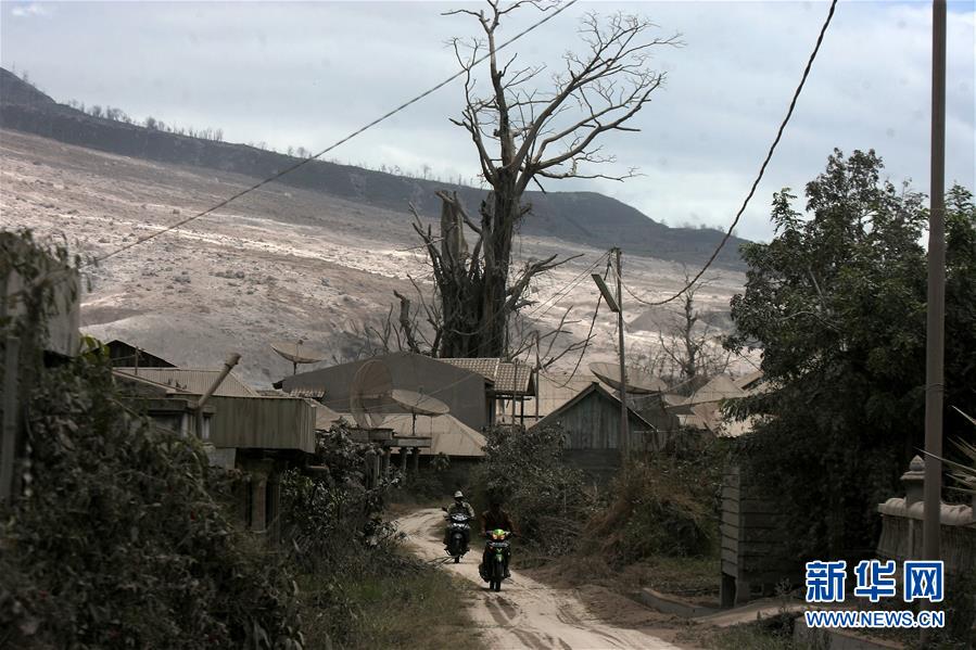 　8月3日，在印度尼西亚北苏门答腊省卡罗，一名农民查看被火山灰覆盖的菜地。