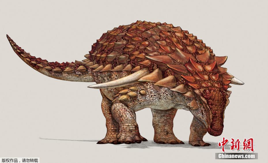 加拿大博物館復原1.1億年前多刺甲龍 被稱為“恐龍中的坦克”