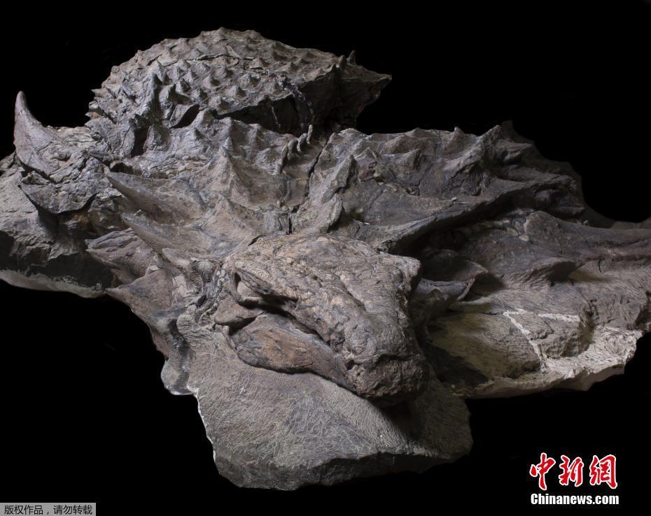 加拿大博物馆复原1.1亿年前多刺甲龙 被称为“恐龙中的坦克”