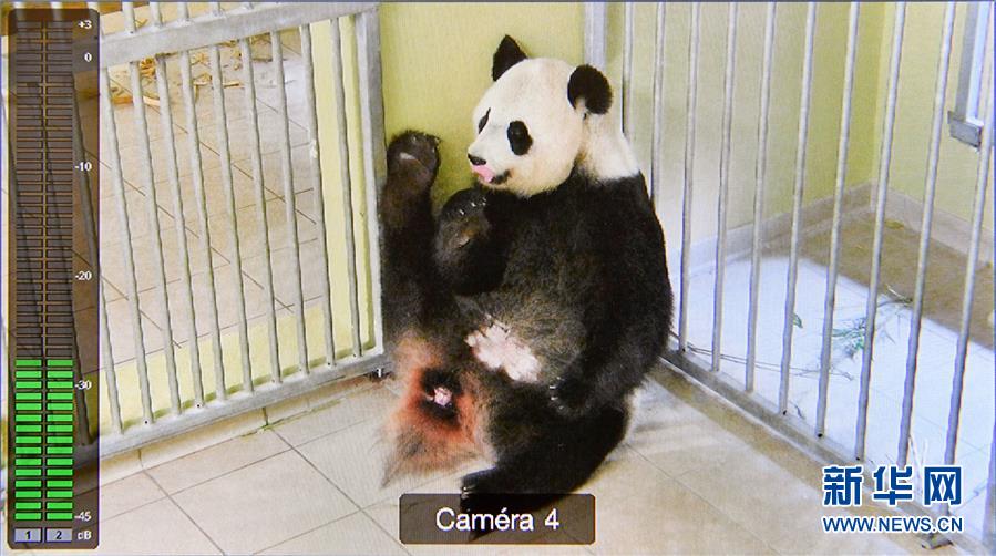 旅法大熊猫"欢欢"诞下双胞胎 其中一幼崽死亡