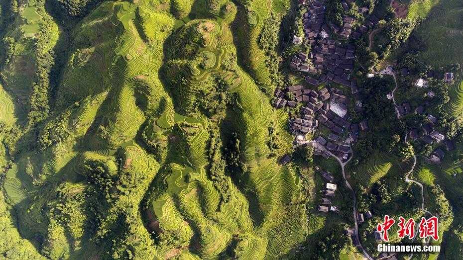 广西龙胜龙脊梯田盛夏景色美(组图)