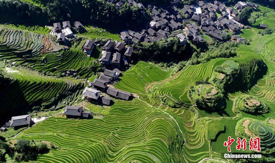 广西龙胜龙脊梯田盛夏景色美(组图)