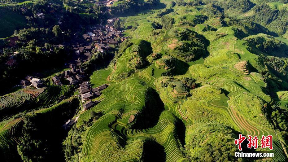 广西龙胜龙脊梯田盛夏景色美(组图)