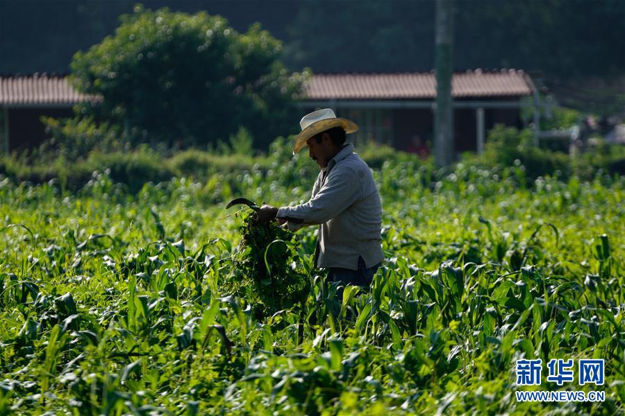 8月15日，在墨西哥首都墨西哥城圣佩德罗阿托克潘，一名农民在玉米地内除杂草。