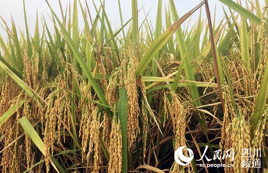 杂交水稻新组合“明登7号”亩产达800公斤。（王军 摄）