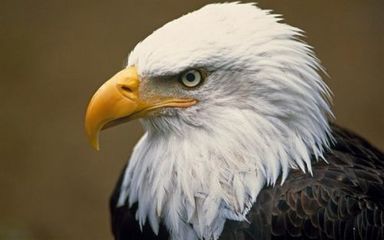 稀有“国鸟”美国小镇泛滥成灾