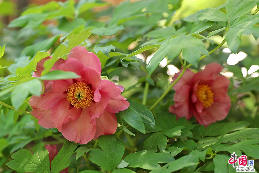 日本牡丹——橙色牡丹（金帝）