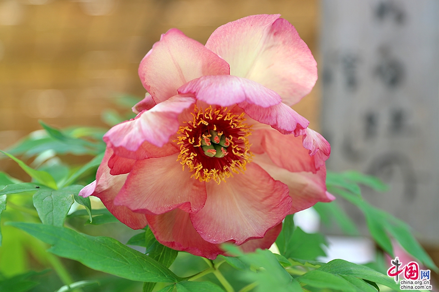 日本牡丹——橙色牡丹（金帝）