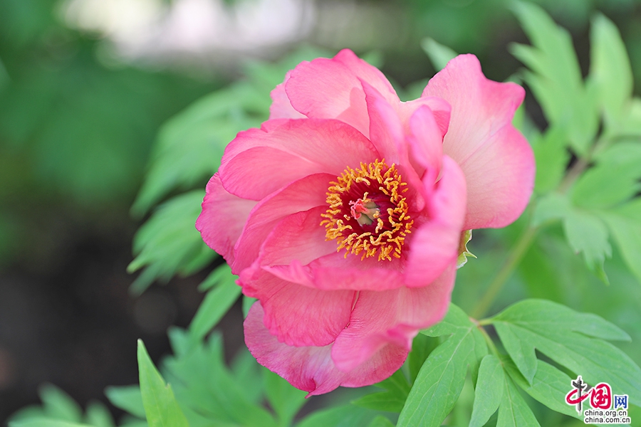 日本牡丹——橙色牡丹（金帝）