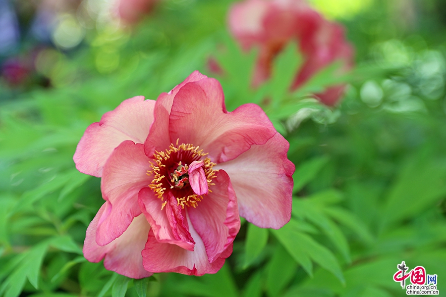 日本牡丹——橙色牡丹（金帝）