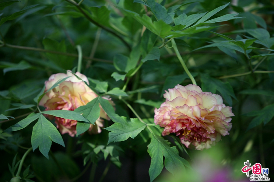 日本牡丹——橙色牡丹（金阁）