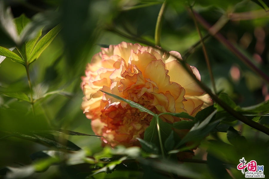 日本牡丹——橙色牡丹（金阁）