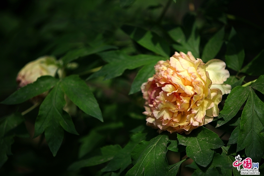 日光物语(四十九 十三)日本牡丹,花开时节艳无边