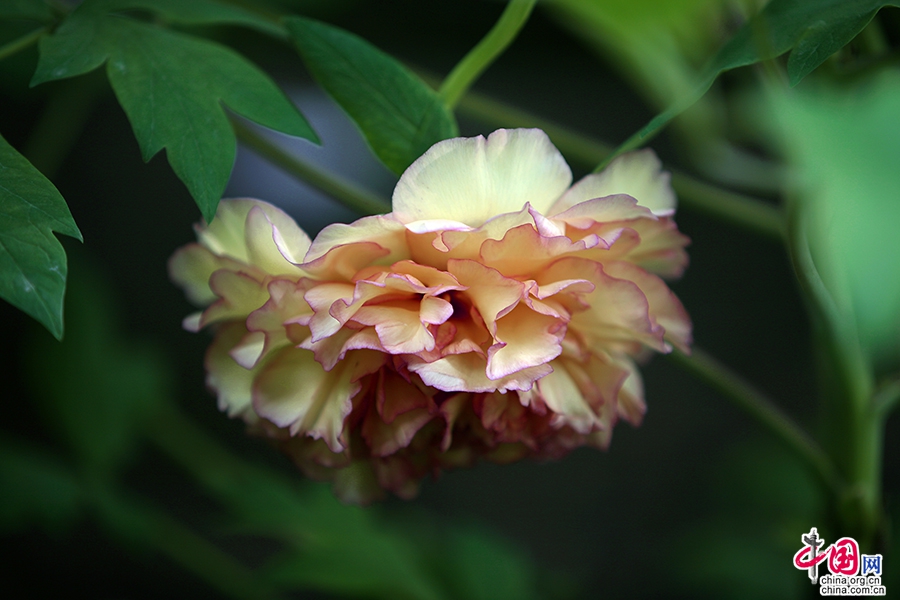 日光物语(四十九 十三)日本牡丹,花开时节艳无边