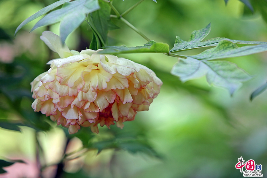 日本牡丹——橙色牡丹（金阁）