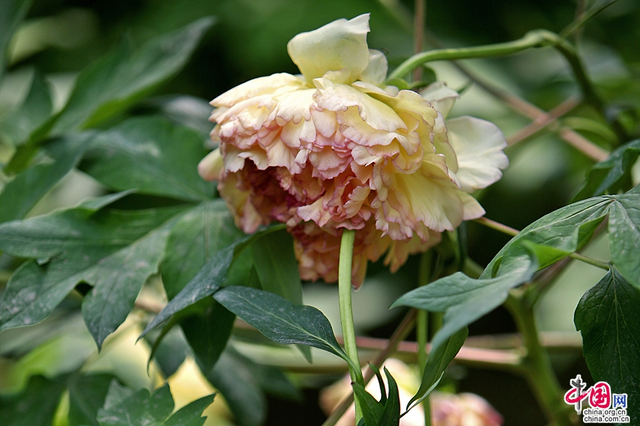 日本牡丹——橙色牡丹（金阁）