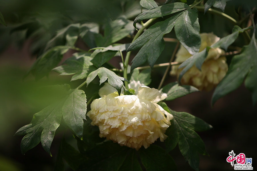 日本牡丹——橙色牡丹（金阁）