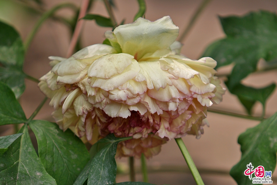 日本牡丹——橙色牡丹（金阁）