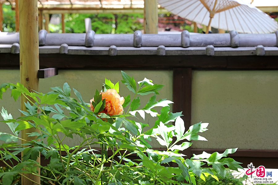 日本牡丹——橙色牡丹（金晃）