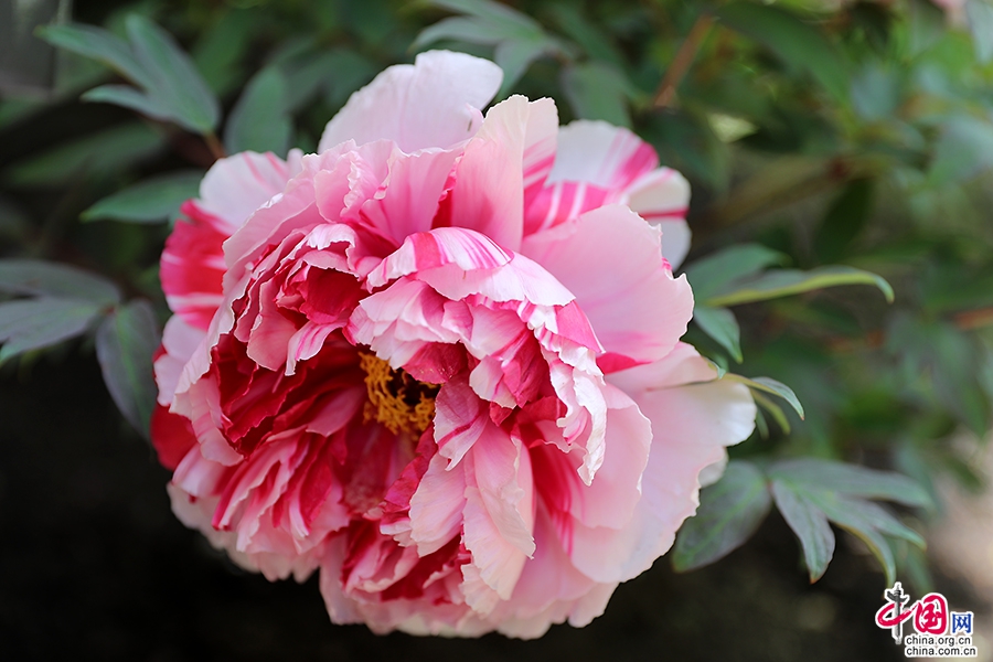 日光物语四十九十三日本牡丹花开时节艳无边