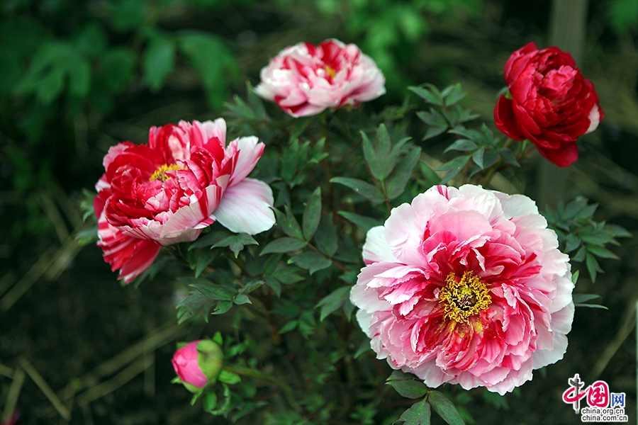 日光物语四十九十三日本牡丹花开时节艳无边