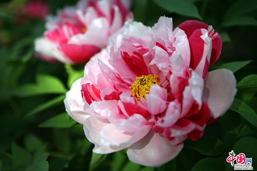 日光物语四十九十三日本牡丹花开时节艳无边
