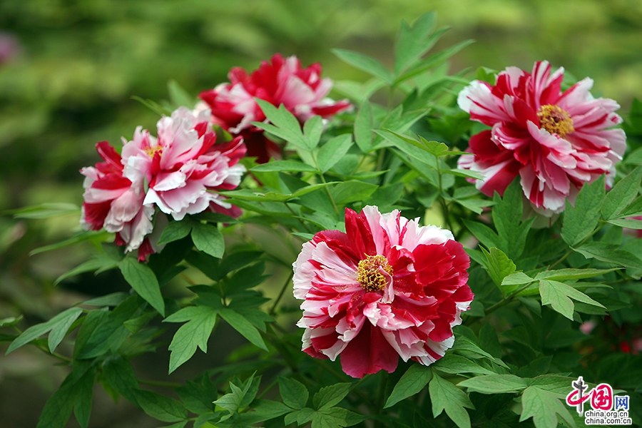 日光物语四十九十三日本牡丹花开时节艳无边