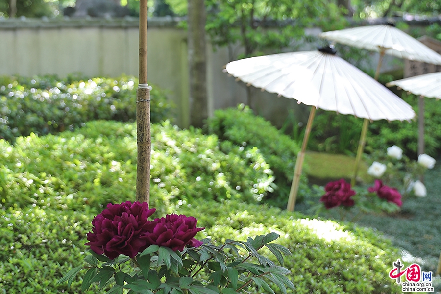 日本牡丹——黑色牡丹