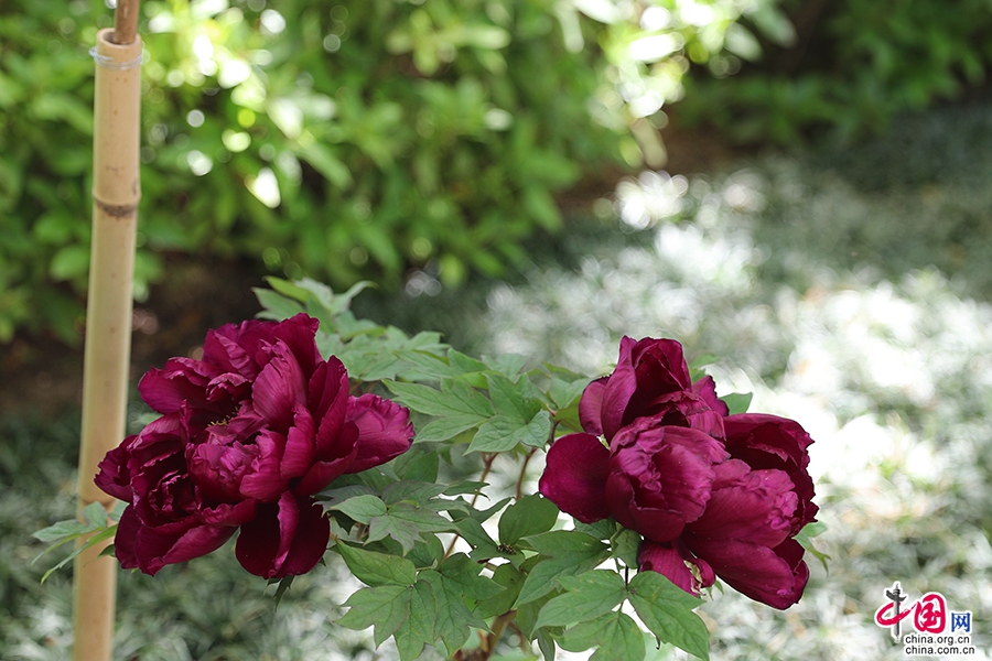 日本牡丹——黑色牡丹