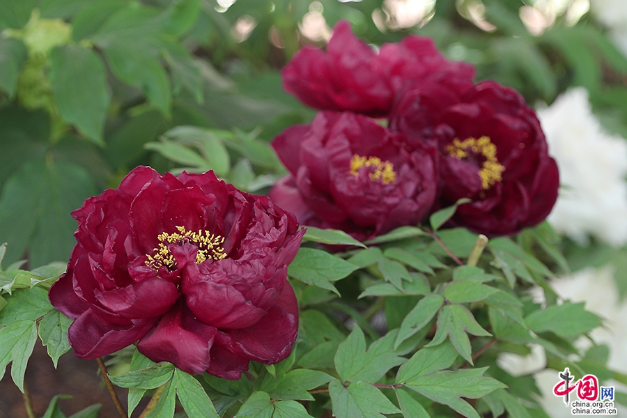 日本牡丹——黑色牡丹