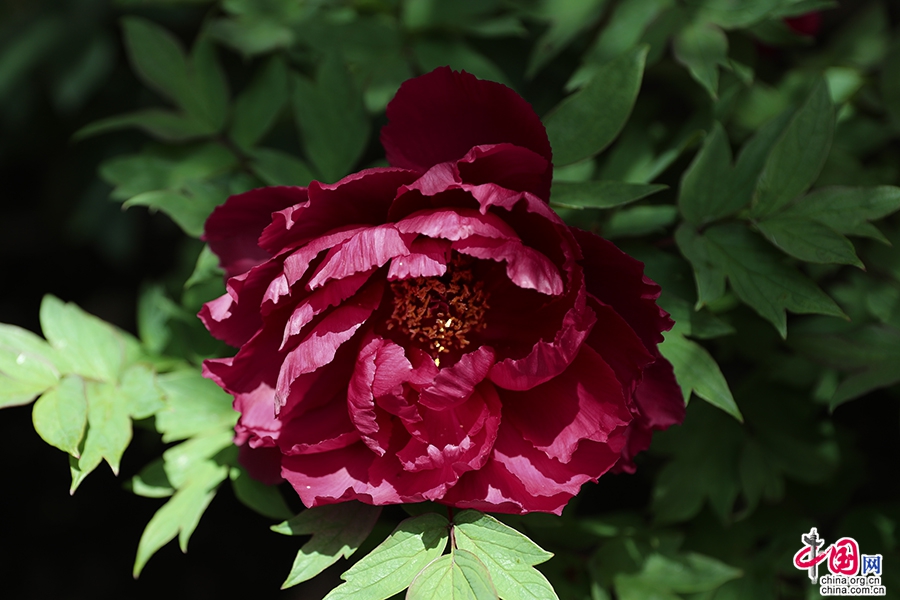 日本牡丹——黑色牡丹