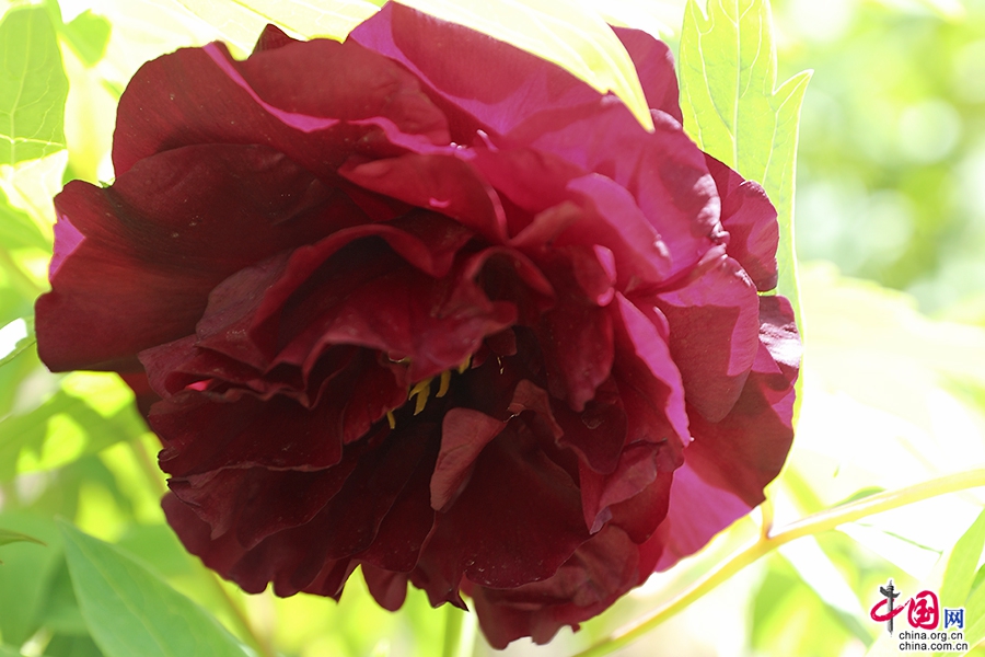 日本牡丹——黑色牡丹