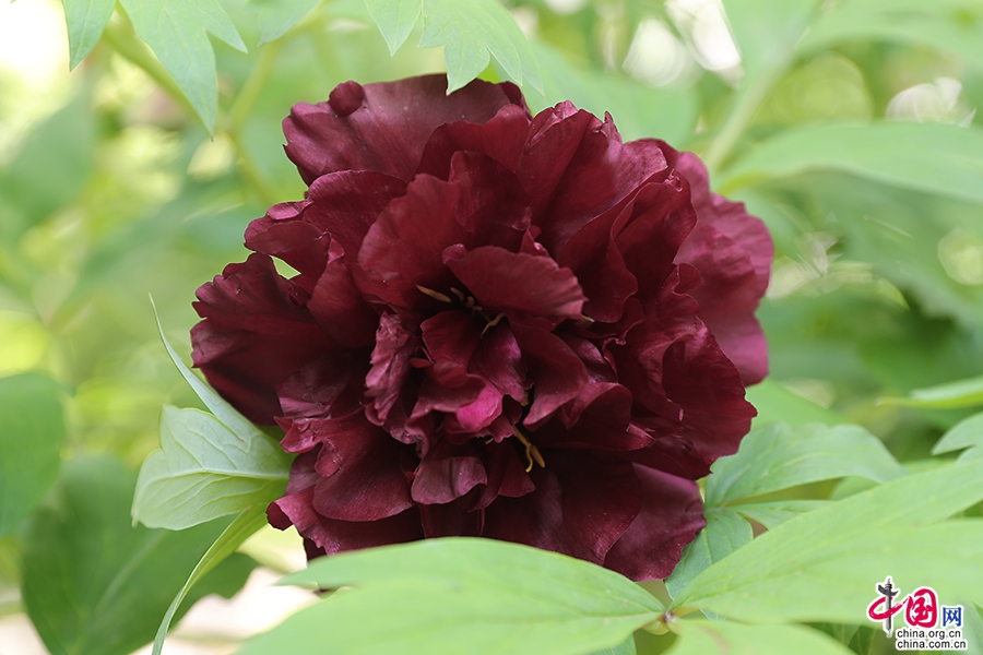 日本牡丹——黑色牡丹