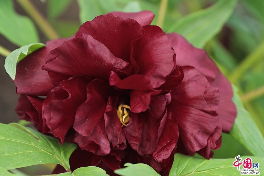 日本牡丹——黑色牡丹