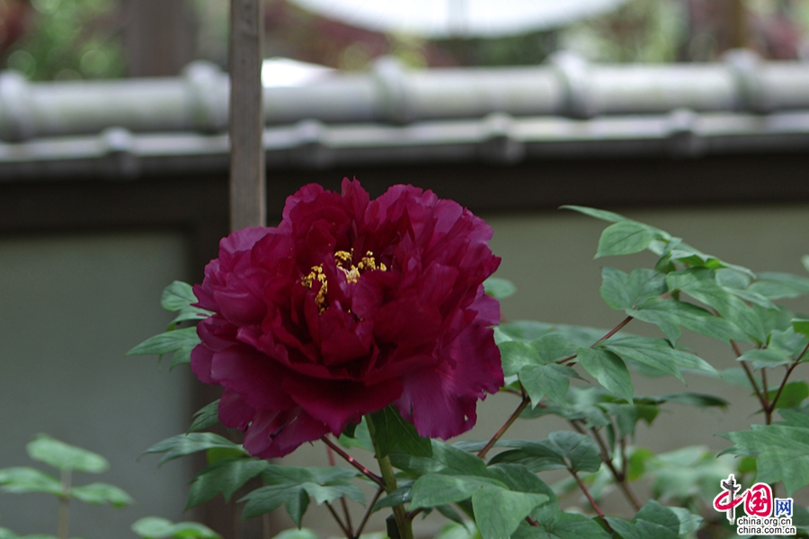 日本牡丹——黑色牡丹