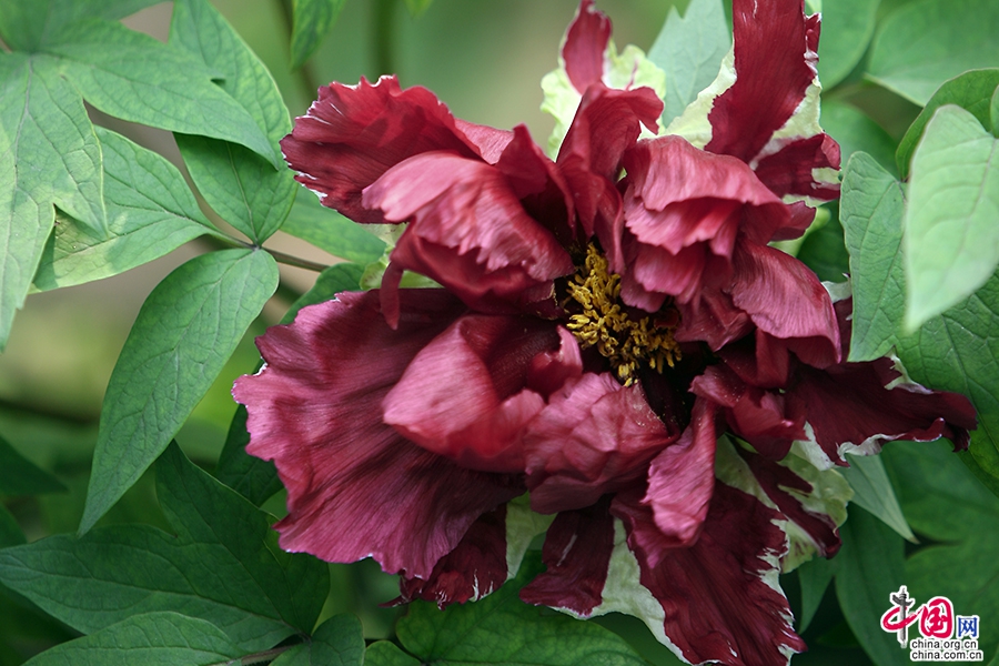 日本牡丹——黑色牡丹（黑龙锦）