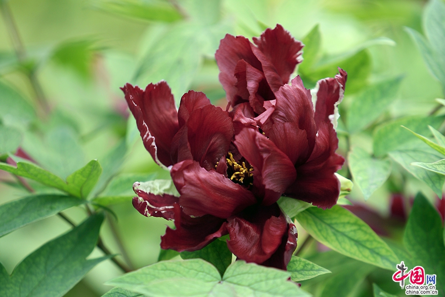 日本牡丹——黑色牡丹（黑龙锦）