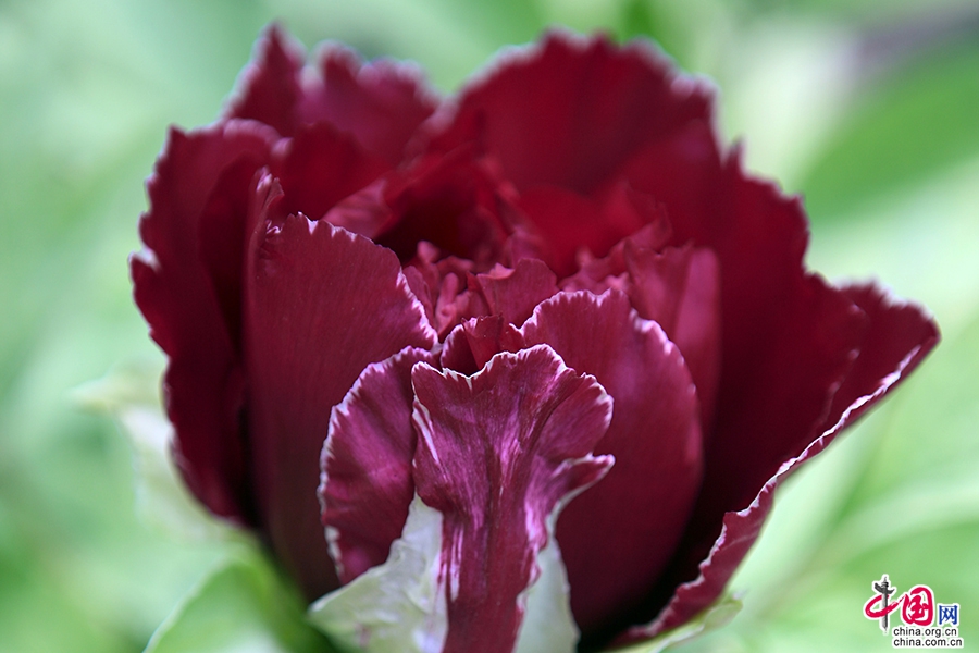 日本牡丹——黑色牡丹（黑龙锦）