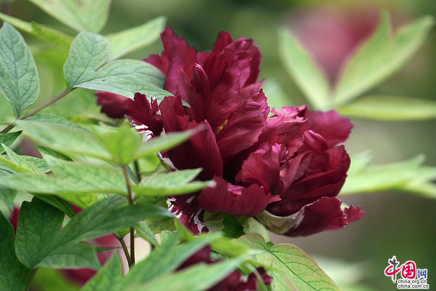 日本牡丹——黑色牡丹（黑龙锦）