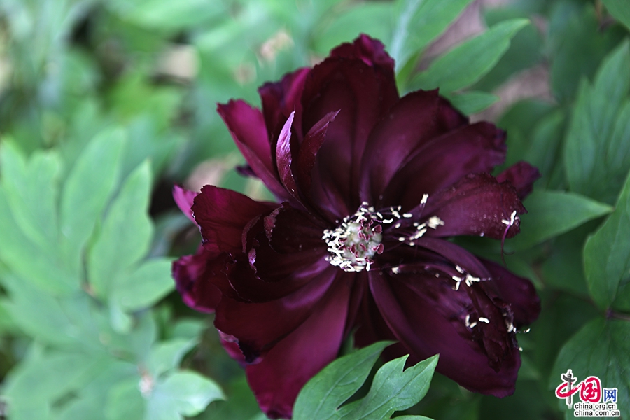 日本牡丹——黑色牡丹（黑牡丹）