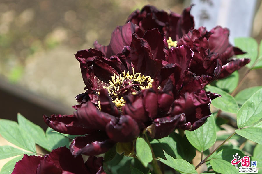 日本牡丹——黑色牡丹（黑牡丹）
