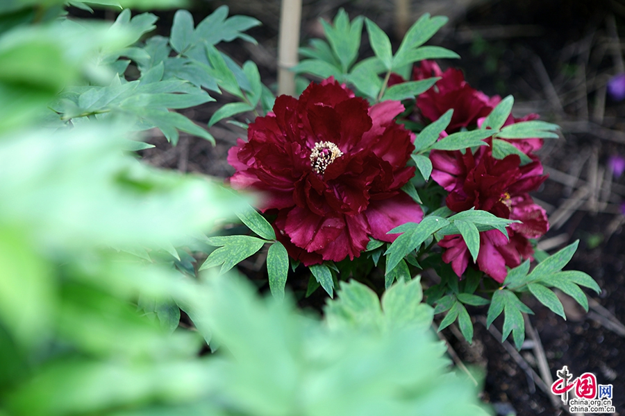 日本牡丹——黑色牡丹（黑牡丹）