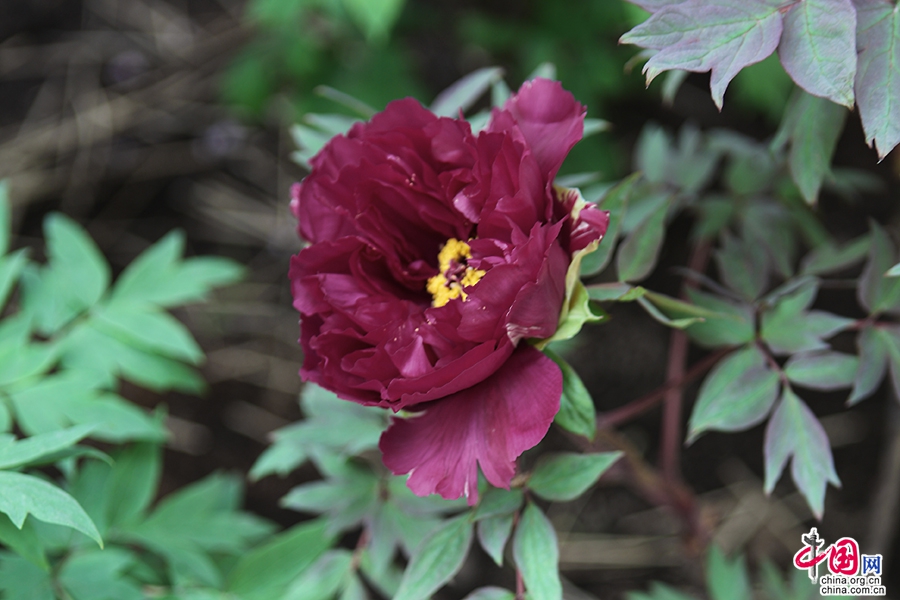 日本牡丹——黑色牡丹（黑牡丹）